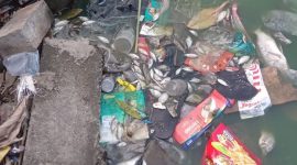 Situ Cangkring Tangerang yang Jadi Kuburan Massal Ikan Sudah dua pekan tercemar. (Dok)