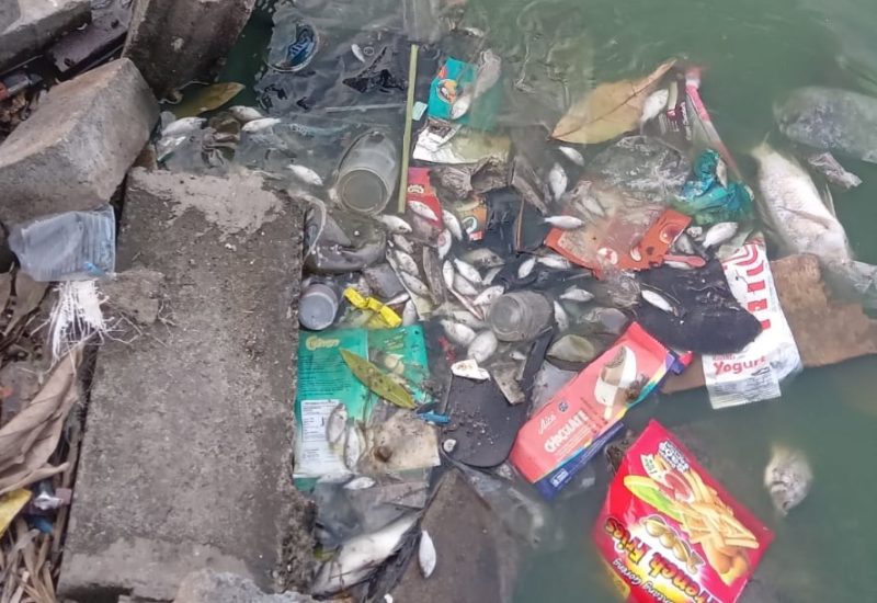 Situ Cangkring Tangerang yang Jadi Kuburan Massal Ikan Sudah dua pekan tercemar. (Dok)