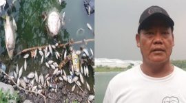 Ribuan Ikan di Situ Cangkring, Kota Tangerang mendadak mati diduga tercemar limbah pabrik. (Dok)