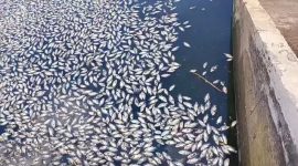 Ratusan Ikan Mengambang Mati Ditemukan di Tandon Air Perumahan Sarana Indah Permai, Tangsel. (Dok. Istimewa)