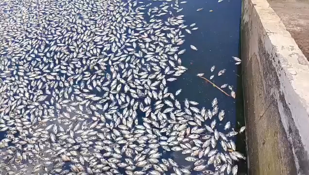 Ratusan Ikan Mengambang Mati Ditemukan di Tandon Air Perumahan Sarana Indah Permai, Tangsel. (Dok. Istimewa)