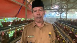Badan Usaha Milik Desa Cilayang, Kecamatan Cikeusal Kembangkan Ternak Ayam Petelur,  Namun Pemasaran Masih Jadi Tantangan Hingga Kini, dok; (Ipung). 
