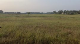 Cuaca Ekstrem dan  Normalisasi Saluran Air Sebabkan 45 Hektar Sawah Desa Binong Kecamatan Pamarayan Kekeringan dan Gagal Panen dok(Pung/totalbanten.com). 