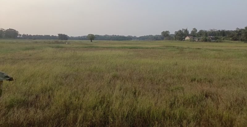 Cuaca Ekstrem dan  Normalisasi Saluran Air Sebabkan 45 Hektar Sawah Desa Binong Kecamatan Pamarayan Kekeringan dan Gagal Panen dok(Pung/totalbanten.com). 