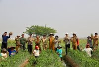 Panen Raya Bawang Merah, Ratu Tani Bahagia (dok;totalbanten). 