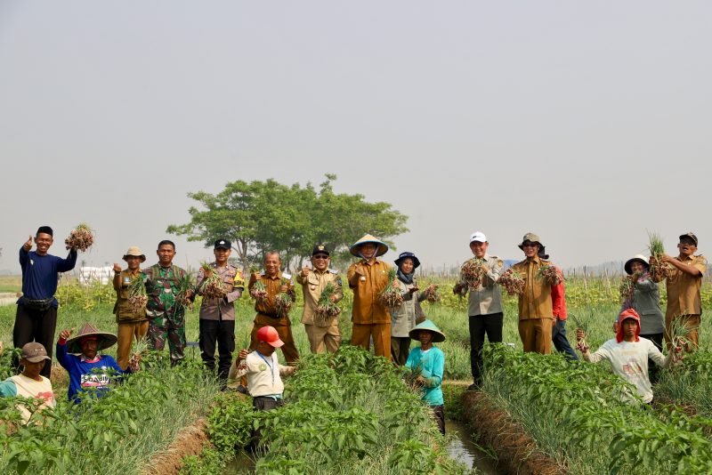 Panen Raya Bawang Merah, Ratu Tani Bahagia (dok;totalbanten). 