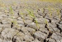 Lahan persawahan di Kota Serang terdampak kekeringan. Dok (Dir/totalbanten.com).