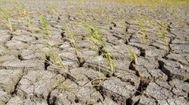 Lahan persawahan di Kota Serang terdampak kekeringan. Dok (Dir/totalbanten.com).