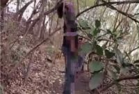 Peria Tanpa Identitas Tergantung di Pohon Petai cina di Kecamatan Keragilan, Kabupaten Serang, Dok (Total Banten)