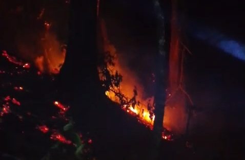 Kebakaran melanda kawasan hutan Perum Perhutani di Petak 44 Leuweung Kolot, Kecamatan Mancak, Kabupaten Serang, Dok (warga/Total Banten)